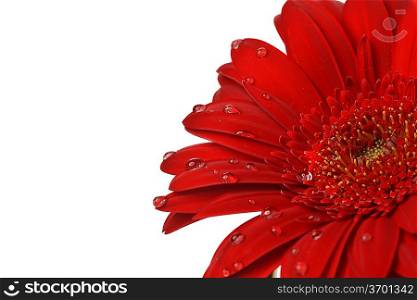 red gerbera flower close up background