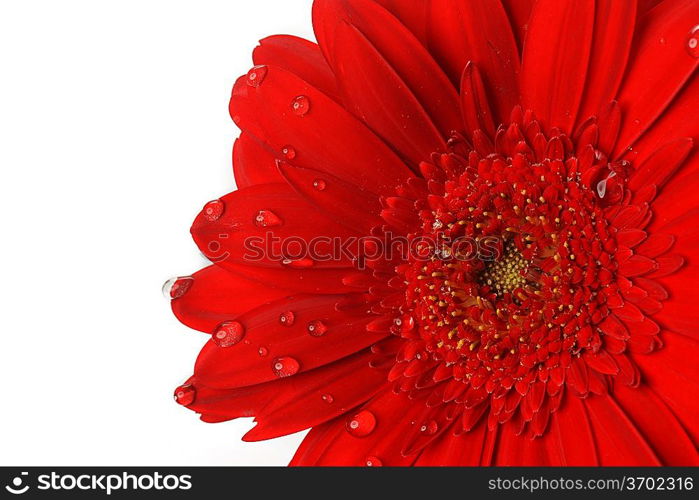 red gerbera flower close up background