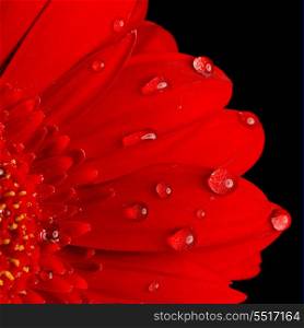 red gerbera flower close up background