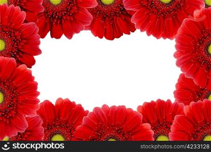 Red gerbera flower closeup. Isolated on white background