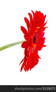 red gerbera flower closeup on white background