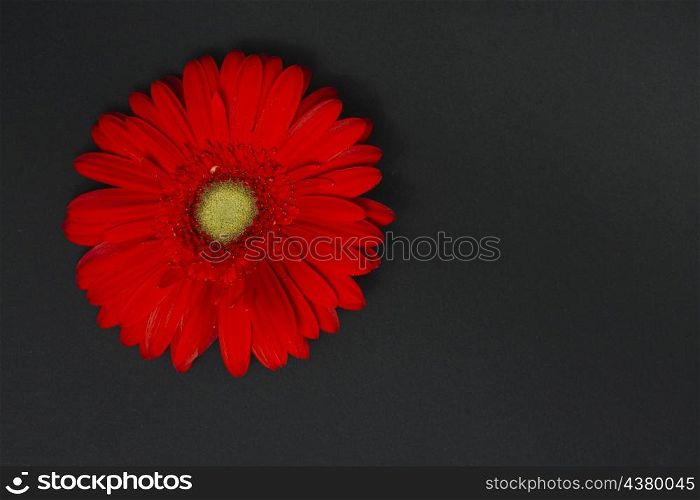 red gerbera flower dark table