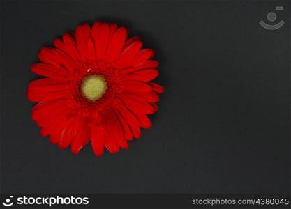 red gerbera flower dark table
