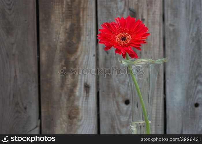 red gerbera flower in the vase close-up against wooden wall with copy-space, horizontal shot