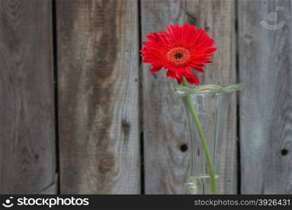 red gerbera flower in the vase close-up against wooden wall with copy-space, horizontal shot