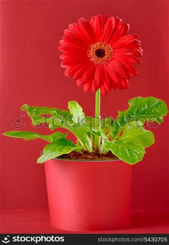 red gerbera flower isolated on red background