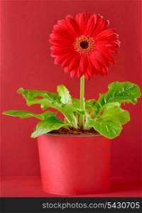 red gerbera flower isolated on red background