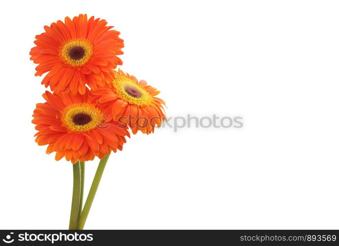 Red gerbera flower isolated on white.