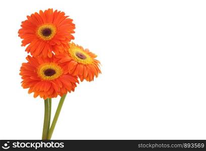 Red gerbera flower isolated on white.