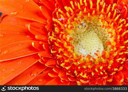 red gerbera flower with water droplets
