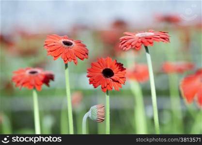 red gerbera flowers with other flowers and blue sky in background