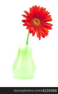 red gerbera in a vase isolated on white