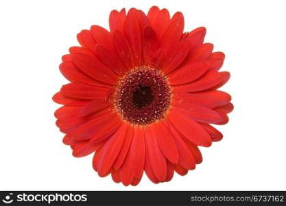 Red gerbera isolated on a white background