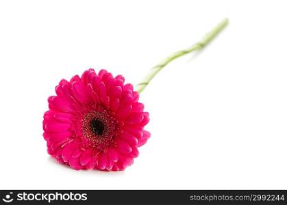 Red gerbera isolated on the white