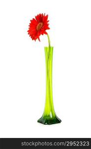 Red gerbera isolated on the white background