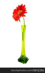 Red gerbera isolated on the white background