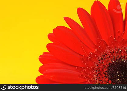 red gerbera very close up