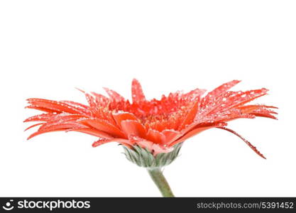 Red gerbera with waterdrops isolated on white closeup