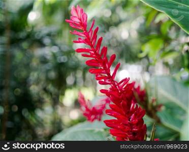 Red ginger (Alpinia purpurata) flower in garden with bokeh background