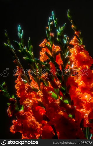 Red gladiolus. Gladiolus on black background. Nature flower. Garden flowers. Red gladiolus flowers on black background.