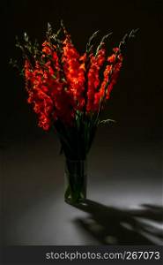 Red gladiolus. Gladiolus on black background. Nature flower. Garden flowers. Red gladiolus flowers in vase on dark background.