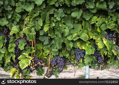 Red grape background. Grape pattern with leaves and grapes.