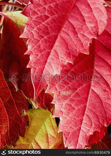Red grape leaves . Red grape leaves in late autumn closeup