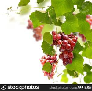 Red Grape On The Vines