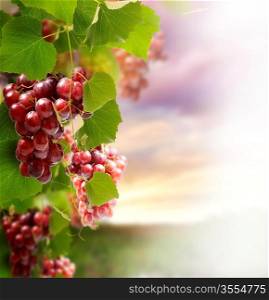 Red Grape On The Vines Against A Sunset