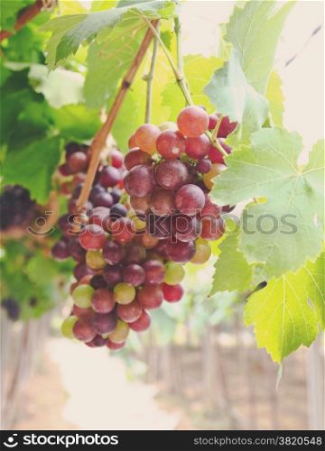 Red grape vine in the yard with retro filter effect