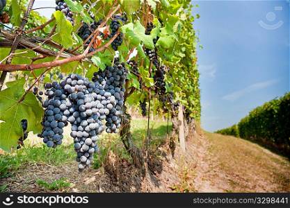 Red grapes in a vineyards, summer season. Langhe hills, Piedmont, north Italy Europe