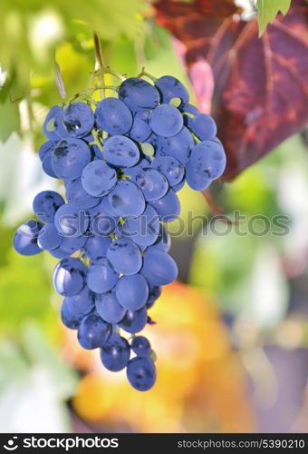 red grapes in the vineyard