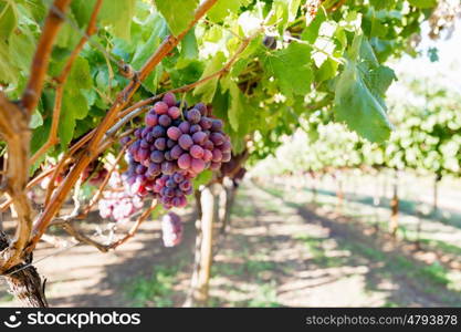 Red grapes in the vineyard. Red ripe grapes in the vineyard