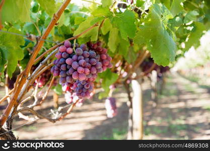 Red grapes in the vineyard. Red ripe grapes in the vineyard