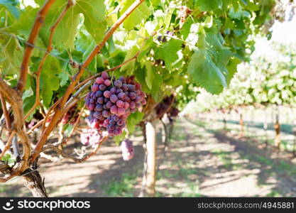 Red grapes in the vineyard. Red ripe grapes in the vineyard