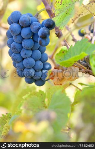 Red grapes on a vine with rich autumn colors