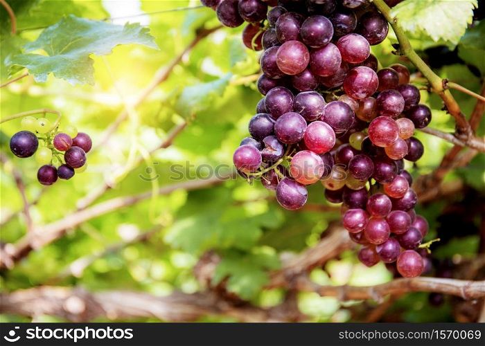 Red grapes on tree with sunlight in vineyard.