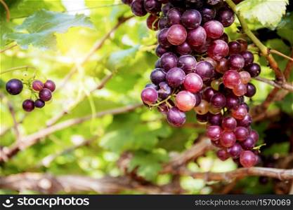 Red grapes on tree with sunlight in vineyard.