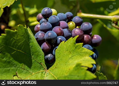 red grapes ready to eat or pressing for wine