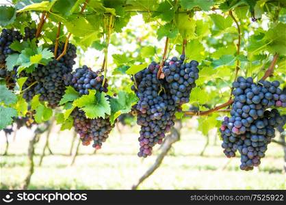 Red grapes with green leaves on the vine. Vine grape fruit plants outdoors