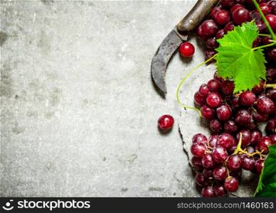 Red grapes with leaves and an old knife. On the stone table.. Red grapes with leaves and an old knife.