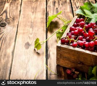 Red grapes with vine branches in the box. On wooden background.. Red grapes with vine branches in the box.