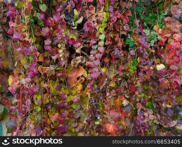 Red, green and purple leaves texture background. Autumn leaves background. September, october, november leaves background.