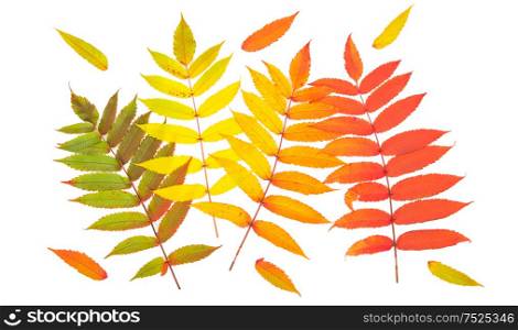 Red green yellow autumn leaves isolated on white background. Autumn fall flat lay