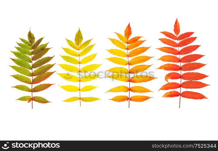 Red green yellow autumn tree leaves isolated on white background. Autumn fall