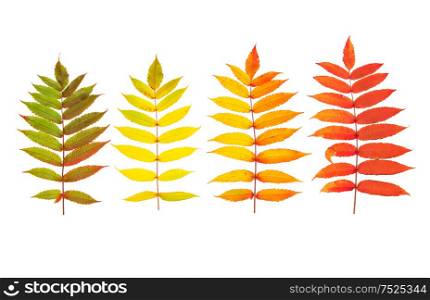 Red green yellow autumn tree leaves isolated on white background. Autumn fall