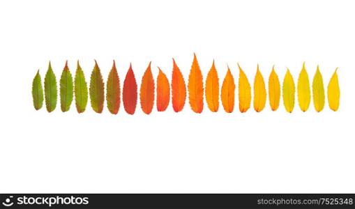 Red green yellow autumn tree leaves isolated on white background. Autumn fall. Minimal concept. Flat lay