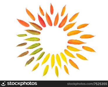 Red green yellow autumn tree leaves isolated on white background. Minimal concept. Flat lay round shape