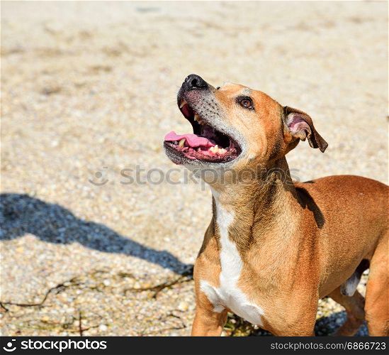 red-haired American pit bull outdoors