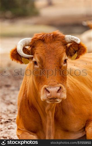 Red haired cow. Red haired cow in the countryside
